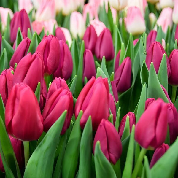 Pink Ardour