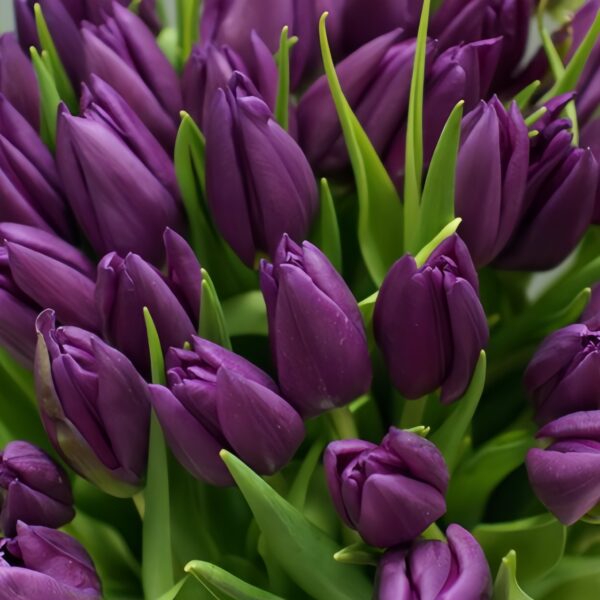 Purple Prince